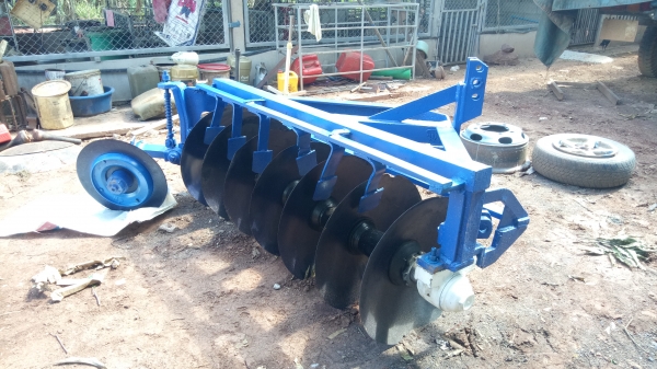 ขายหางเจ็ดสวยๆ โครงใหญ่ ใบเต็ม ขายหางเจ็ดสวยๆ โครงใหญ่ ใบเต็ม