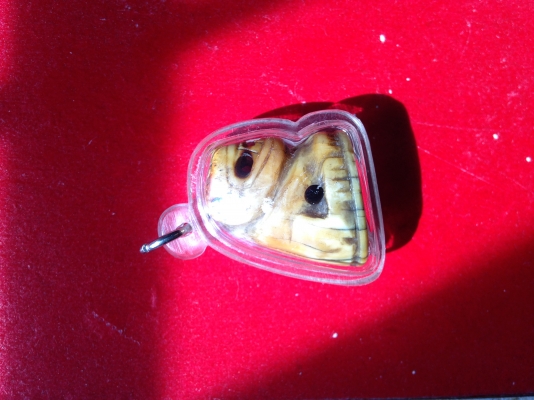 ให้เช่า "เขี้ยวเสือ" เป็นเครื่องรางของญาติให้มา.....