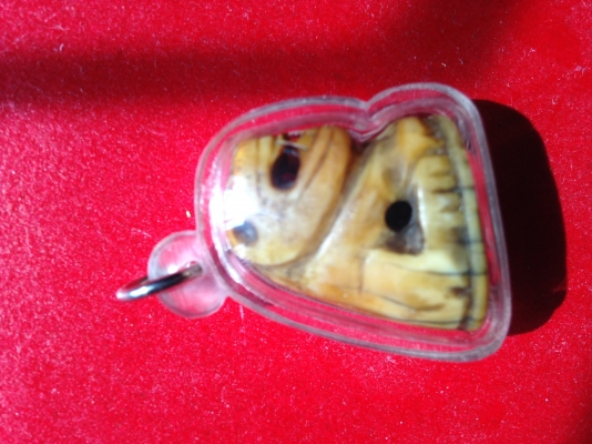 ให้เช่า "เขี้ยวเสือ" เป็นเครื่องรางของญาติให้มา.....