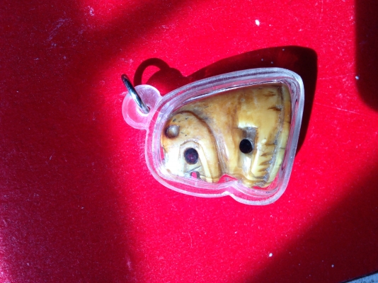 ให้เช่า "เขี้ยวเสือ" เป็นเครื่องรางของญาติให้มา.....