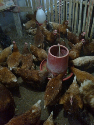 ขายไก่พันธ์ไข่ ขายไก่พันธ์ไข่