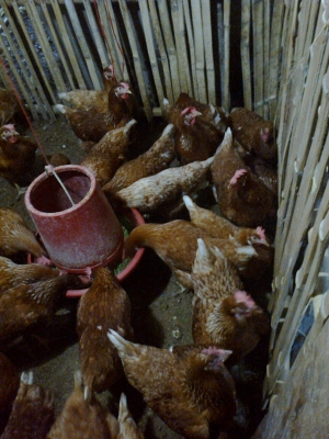 ขายไก่พันธ์ไข่ ขายไก่พันธ์ไข่