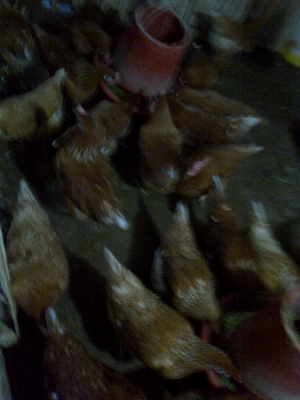 ขายไก่พันธ์ไข่ ขายไก่พันธ์ไข่