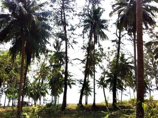 ขายด่วน! ที่ดินใกล้ทะเล ตรงข้ามเกาะทะลุ (หาดส่วนตัว โครงการหาดในฝัน) ขายด่วน! ที่ดินใกล้ทะเล ตรงข้ามเกาะทะลุ (หาดส่วนตัว โครงการหาดในฝัน)