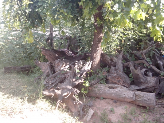 ขายตอไม้ ประดับ