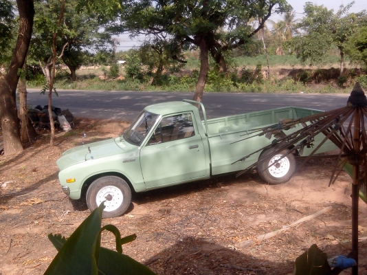 ขายตอไม้ ประดับ