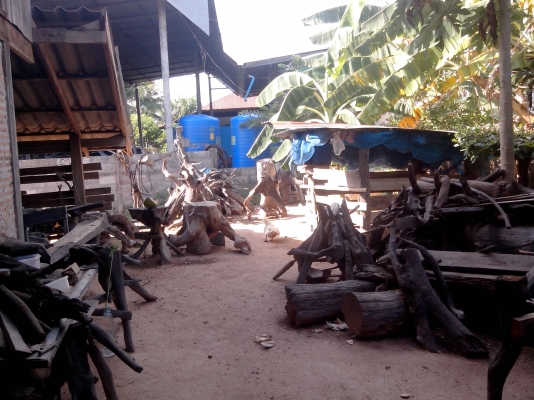 ขายตอไม้ ประดับ