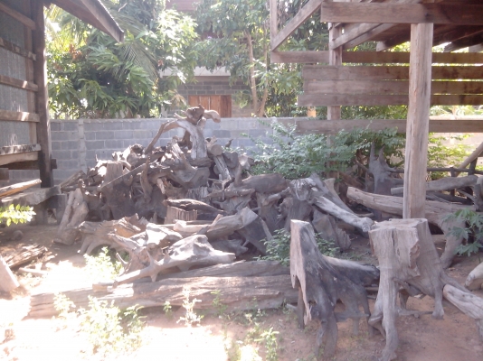 ขายตอไม้ ประดับ