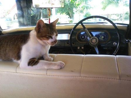 ขายเมกันเชฟวี่โนว่า เครื่อง2เจ+แก๊ส+น้ำมัน