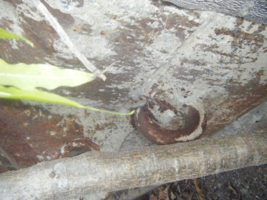 บุ้งกี๋แบคโฮ