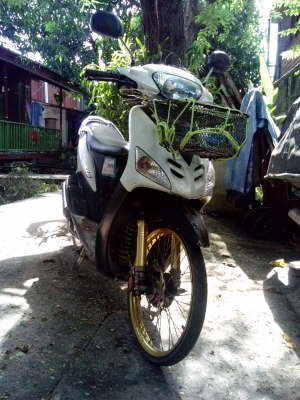 ขายมีโอตัวเก่า11000