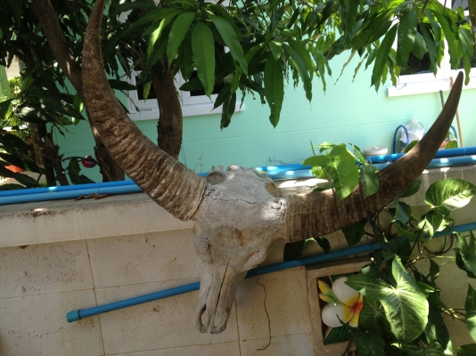 เขาควาย