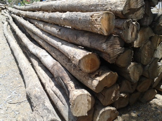 $$$ราคาถูก ขายซุงไม้สักราคาเริ่มต้น 50 บาท หลายขนาด มีใบขนส่งเรียบร้อย $$$ราคาถูก ขายซุงไม้สักราคาเริ่มต้น 50 บาท หลายขนาด มีใบขนส่งเรียบร้อย