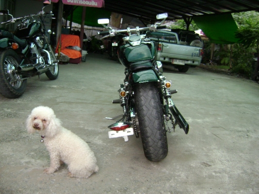 ขาย honda shadow slasher 400 ปี 03 สวยๆสรรพสามิต +พรบ