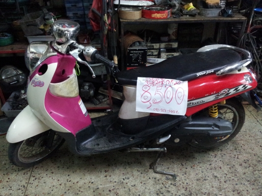 ขายฟีโน่แท้ ถูกๆครับ 8,500-.