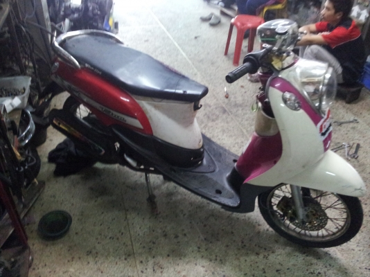 ขายฟีโน่แท้ ถูกๆครับ 8,500-.