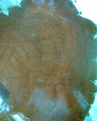 ขอนไม้ประดู่งานศิลป์ ขอนไม้ประดู่งานศิลป์