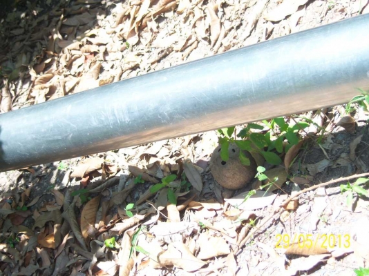 ขาย ท่องอสูบน้ำสแตนเลส 6 นิ้ว ยาว 3 วา ขาย ท่องอสูบน้ำสแตนเลส 6 นิ้ว ยาว 3 วา