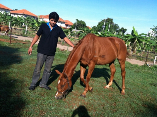 ขายม้าปลดระวางมาเล อายุ 5 ปี แข็งแรงมาก  สนใจติดต่อวุฒิ 081-9399730