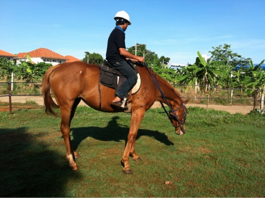 ขายม้าปลดระวางมาเล อายุ 5 ปี แข็งแรงมาก  สนใจติดต่อวุฒิ 081-9399730