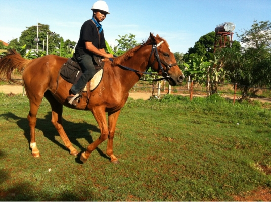 ขายม้าปลดระวางมาเล อายุ 5 ปี แข็งแรงมาก  สนใจติดต่อวุฒิ 081-9399730