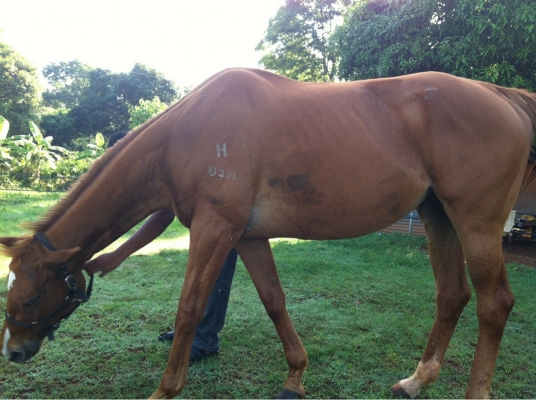 ขายม้าปลดระวางมาเล อายุ 5 ปี แข็งแรงมาก  สนใจติดต่อวุฒิ 081-9399730