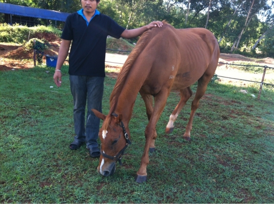 ขายม้าปลดระวางมาเล อายุ 5 ปี แข็งแรงมาก  สนใจติดต่อวุฒิ 081-9399730