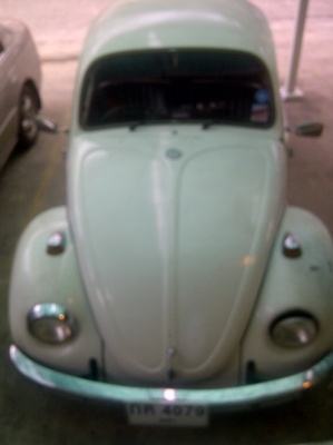 ขายเต่า ปี 1971