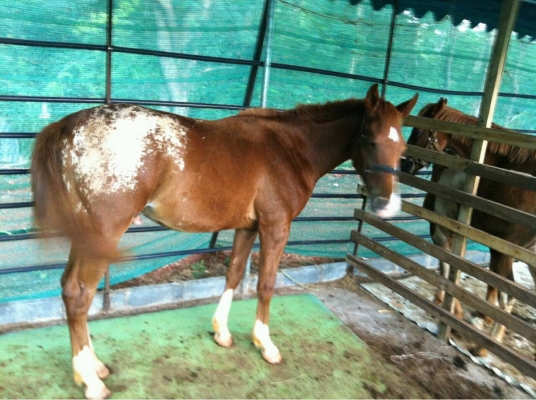 ขายม้าแอพพูลูซ่าลูกของสไทคิงตัวผู้  1 ปี ติดต่อคุณวุฒิ 081-9399730