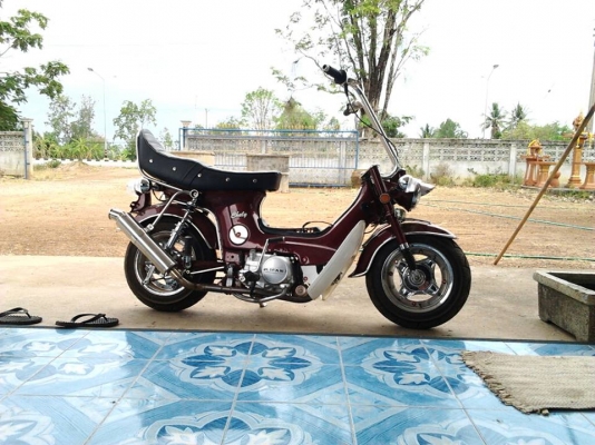 ขายหมู C92  ชาลี  YL2