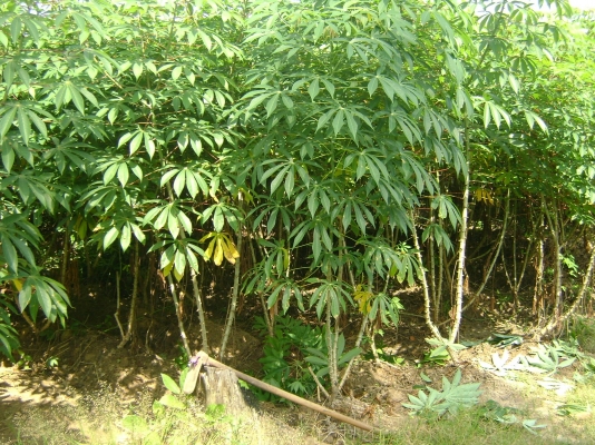 ขายมันสำปะหลัง 20 ไร่