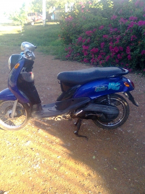 ฟีโน่ปี49