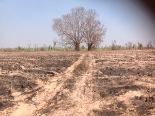 ขายที่ดิน ถูกด่วน 120 ไร่หรือแบ่งขาย อ.สีชมภู จ.ขอนแก่น