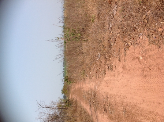 ขายที่ดิน ถูกด่วน 120 ไร่หรือแบ่งขาย อ.สีชมภู จ.ขอนแก่น