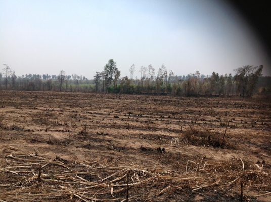 ขายที่ดิน ถูกด่วน 120 ไร่หรือแบ่งขาย อ.สีชมภู จ.ขอนแก่น