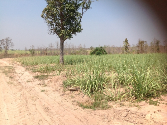 ขายที่ดิน ถูกด่วน 120 ไร่หรือแบ่งขาย อ.สีชมภู จ.ขอนแก่น