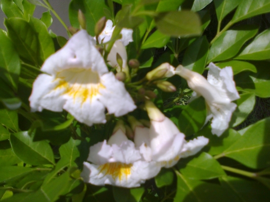 ขอให้ พี่เสือและทีมงานtruck2hand.ทุกๆคนมีความสุขและความเจริญก้าวหน้าต่อไป อย่างไม่หยุดยั้ง และขอขอบพระคุณมากๆที่ให้โอกาส โกนัย..ได้มาอยู่จุดนี้..ขอบคุณคร้บ....