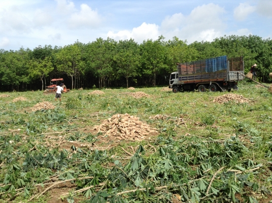 ขาย ไอ้้หลงโบว์TF7262รถหห้้้าางมือเดียวว ยางใหม่10เส้น ครัชพึ่งเปลี่ยน พร้อมใช้สุดๆ