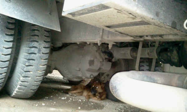 HINO MAGA ซีรี่ 500 รุ่น 251 หัวบางเดิม เครื่องเดิม คัซซีสวย HINO MAGA ซีรี่ 500 รุ่น 251 หัวบางเดิม เครื่องเดิม คัซซีสวย