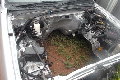 ขายหัวแคปไทเกอร์55000บ