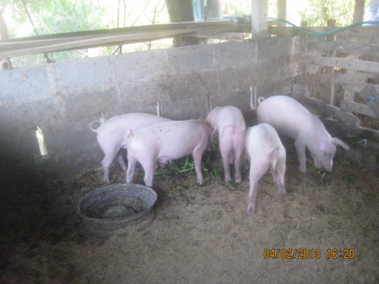 ขออนุญาตขายครับ