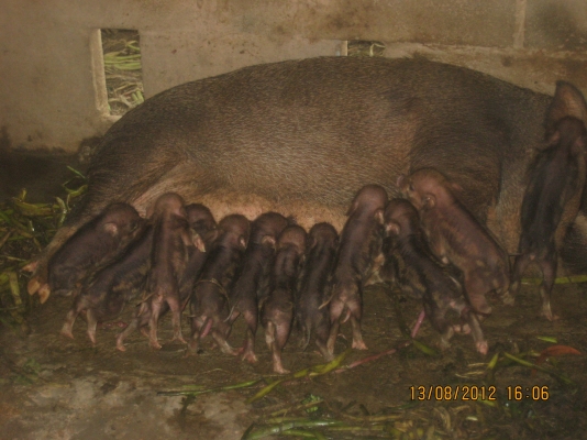 ขออนุญาตขายครับ