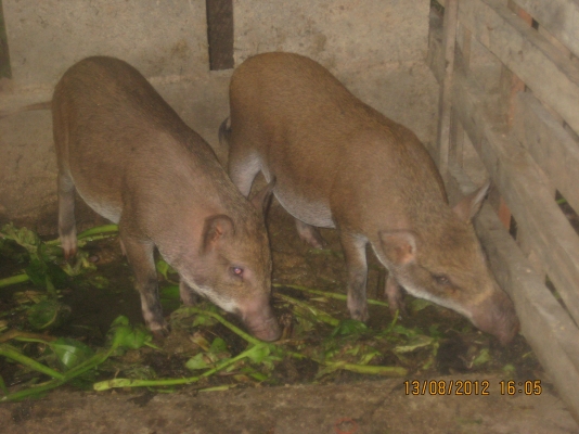 ขออนุญาตขายครับ