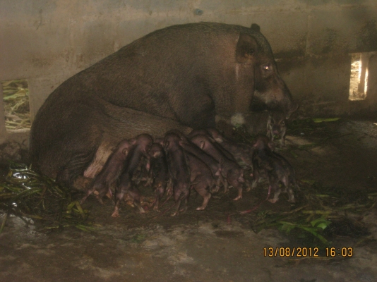 ขออนุญาตขายครับ