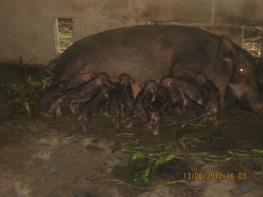 ขออนุญาตขายครับ