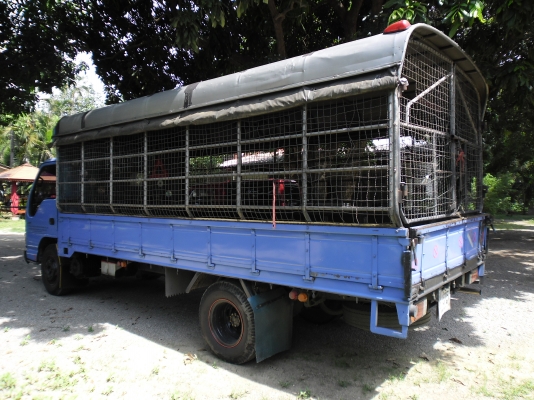 ขาย 6 ล้อ NPR 130 เทอร์โบ 5 เมตร ปี 47 สวยๆ ออกห้าง ขาย 6 ล้อ NPR 130 เทอร์โบ 5 เมตร ปี 47 สวยๆ ออกห้าง