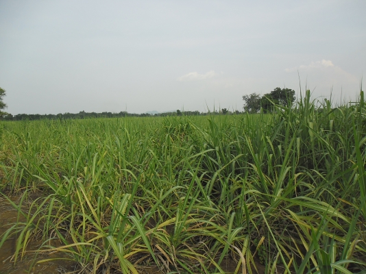 ขายไร่อ้อยที่ ตำบลบัวชุม อำเภอชัยบาดาล จังหวัดลพบุรี ขายไร่อ้อยที่ ตำบลบัวชุม อำเภอชัยบาดาล จังหวัดลพบุรี