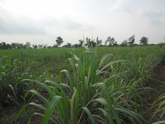 ขายไร่อ้อยที่ ตำบลบัวชุม อำเภอชัยบาดาล จังหวัดลพบุรี ขายไร่อ้อยที่ ตำบลบัวชุม อำเภอชัยบาดาล จังหวัดลพบุรี