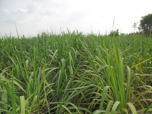 ขายไร่อ้อยที่ ตำบลบัวชุม อำเภอชัยบาดาล จังหวัดลพบุรี