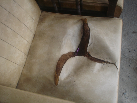 ท่านผู้ชมที่ชอบแบบนี้  ก็ขอเชิญครับ   หลินรัชดา 081-585-6957